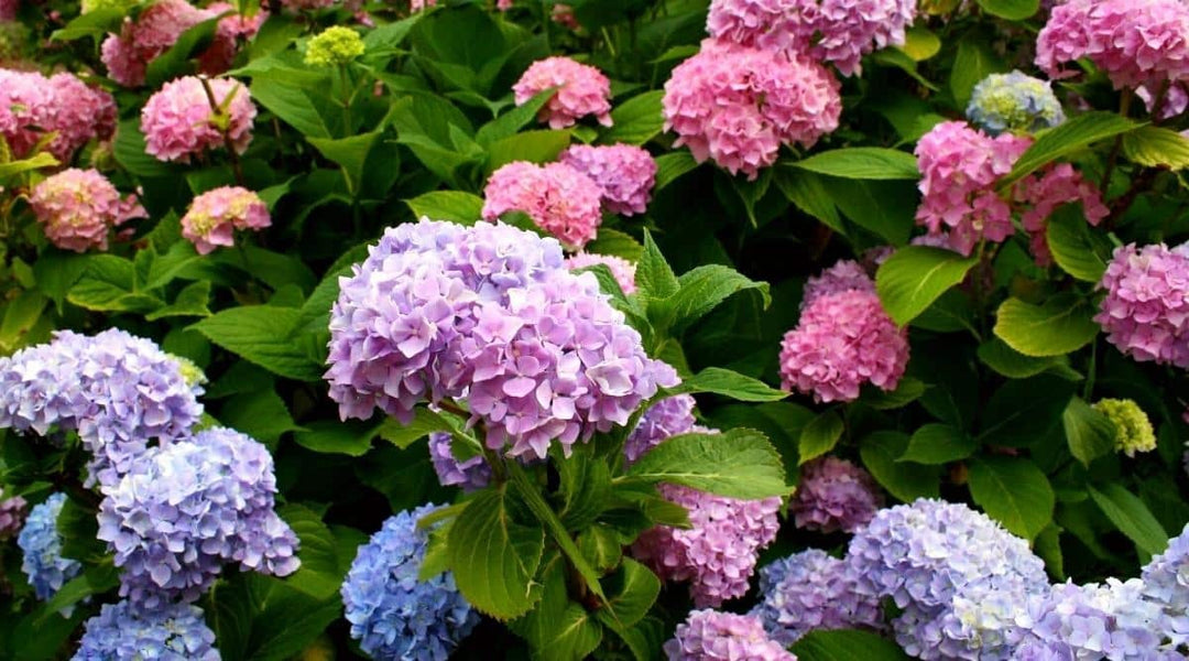 Best Flowers for Toronto's Hot and Humid Summer